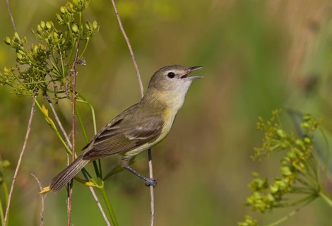 Bell's Vireo (Vireo bellii) singing, Ohio, USA