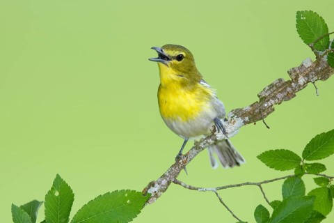 Yellow-throated Vireo (Vireo flavifrons) singing from a branch, Texas, USA