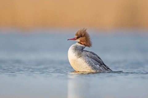 Common Merganser (Mergus merganser) female swimming on lake, Saxony-Anhalt, Germany