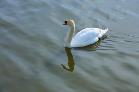 A white swan glides quietly across the water surface, spring, Vogelinsel, Altmühlsee, Muhr am See,