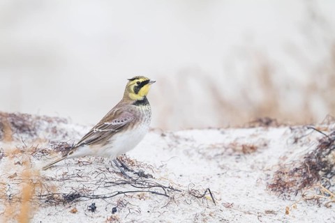 Horned Lark - Ohrenlerche - Eremophila alpestris flava, Germany