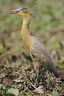 Whistling Heron (Syrigma sibilatrix), Pantanal, Brazil