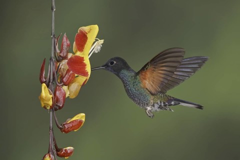 Velvet-purple Coronet (Boissonneaua jardini), Ecuador