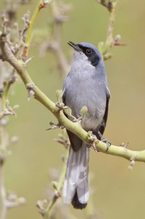 Masked Gnatcatcher (Polioptila dumicola) perched on a branch in Bolivia, South America