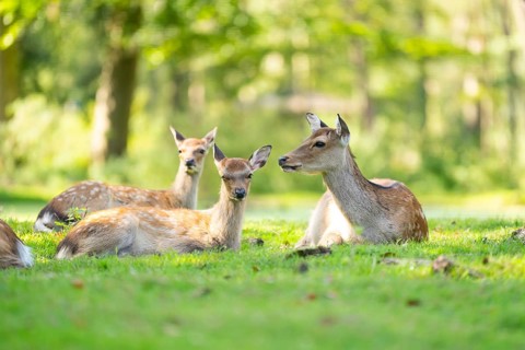 Sika deer (Cervus nippon) lying on a meadow, Bavaria, Germany