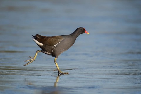 Moorhen (Gallinula chloropus) adult bird walking across frozen water of a lake in winter, England,