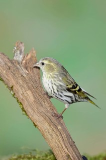 Siskin (Carduelis spinus), female sitting on a branch overgrown with moss, Wilnsdorf, North