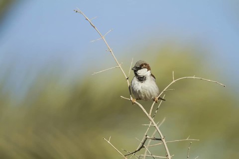 House Sparrow (Passer domesticus), Oman