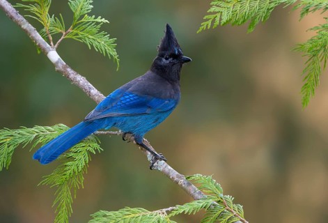 Steller's Jay (Cyanocitta stelleri), British Columbia, Canada