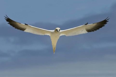 Northern Gannet (Morus bassanus) flying, Quebec, Canada