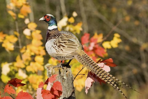 Common Pheasant Phasianus colchicus Sandstone, Minnesota, United States 5 October Adult Male