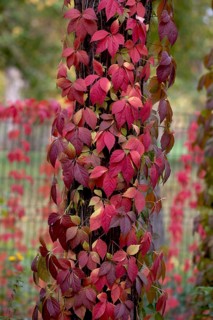 Maiden five-leaf grapes. Krasnodar. Russia