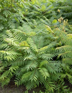 Staghorn sumac (Rhus typhina), Anchers Havecenter, Pillnitz, Saxony, Germany