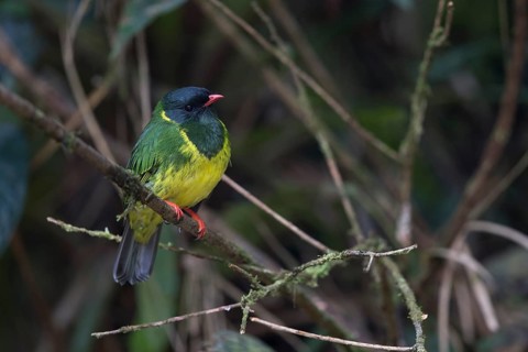 Green-and-black Fruiteater (Pipreola riefferii occidentalis) male perched on a branch, Antioquia,