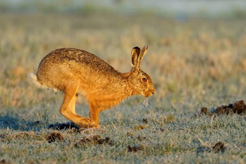 European hare (Lepus europaeus) with icebeard on a hoarfrost-covered meadow, Lake Dümmer, Germany