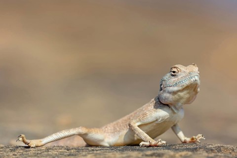 (Pseudotrapelus dhofarensis), Dhofar Desert Agama, agama, lizard, reptile, rock, agama species in