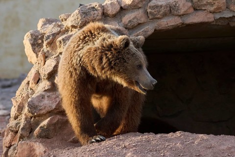 A majestic brown bear stands near the entrance of a rocky cave in wild sanctuary. Its dense fur