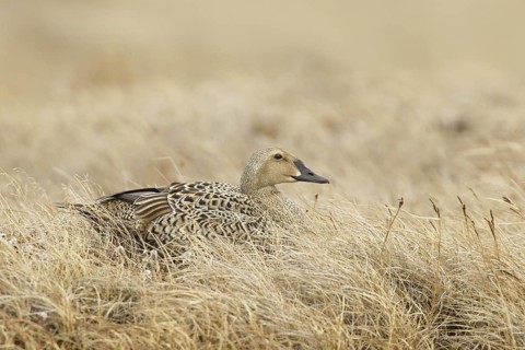 King Eider (Somateria spectabilis) female, Alaska, USA