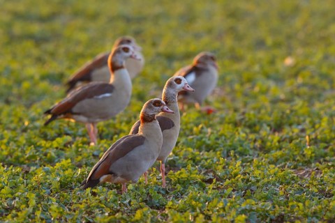 Egyptian Goose (Alopochen aegyptiaca) group, North Rhine-Westphalia, Germany