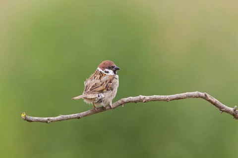 Tree sparrow, (Passer montanus), family of sparrows, animals, birds, perch, Muselievo, Muselievo,