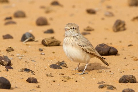 Bar-tailed Lark (Ammomanes cinctura), Morocco