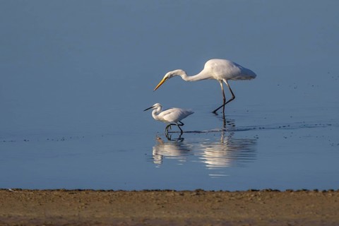 Little Egret & Great Egret (Egretta garzetta & Ardea alba) foraging, Greece