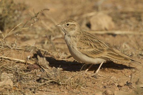 Greater Short-toed Lark (Calandrella brachydactyla), Morocco