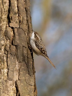 Tree Creeper (Certhia familiaris), on a tree stem, searching for insects, Hesse, Germany