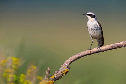 Wheatear, Northern Wheatear, Wheatear, Oenanthe oenanthe, Traquet motteux, Collalba Gris,