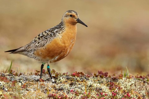 Red Knot (Calidris canutus) perched on the tundra in Nome, Alaska