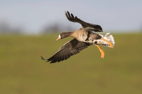 Greater White-fronted Goose (Anser albifrons) flying, North Rhine-Westphalia, Germany