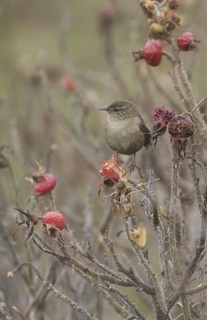 Eurasian Wren (Troglodytes troglodytes), Schleswig-Holstein, Germany