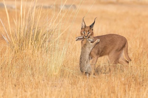 Caracal (Caracal caracal) adult hunting Iberian Hare (Lepus granatensis), Castile-La Mancha, Spain
