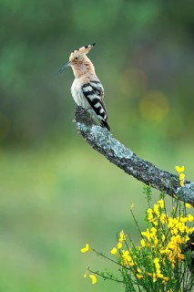 Eurasian Hoopoe (Upupa epops) perched on a branch, Spain