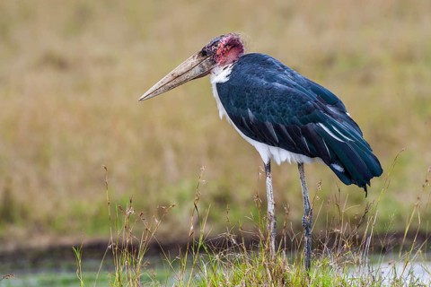 Marabou (Leptoptilos crumeniferus), South Africa