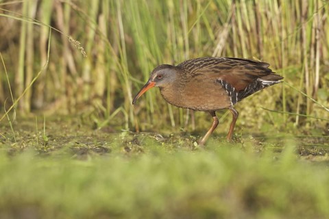 Virginia Rail (Rallus limicola), Ontario, Canada