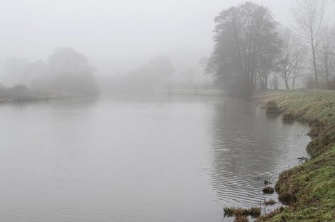 Pond landscape with black alder (Alnus glutinosa) in the fog, Emsland, Lower Saxony, Germany