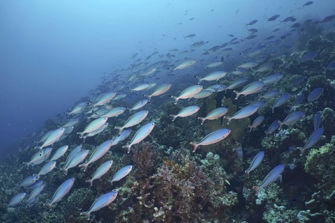 Red Sea Fusilier (Caesio suevica)