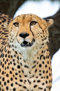 A captivating close-up image of a cheetah's face, focused on its intense gaze and intricate fur