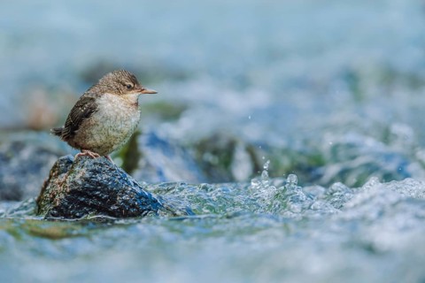Wasseramsel juv., Cinclus cinclus White-throated Dipper juv., Cinclus cinclus