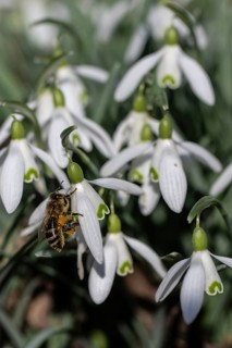 Snowdrop (Galanthus nivalis) with honeybee (Apis mellifera), Emsland, Lower Saxony, Germany