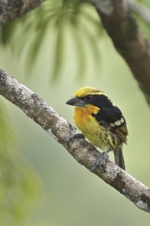 Gilded Barbet (Capito auratus), Ecuador