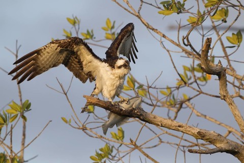 Western Osprey (Pandion haliaetus) feeding on fish prey on a branch, Florida, USA
