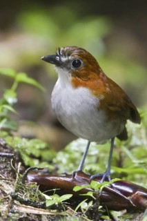 White-bellied Antpitta (Grallaria hypoleuca), Ecuador