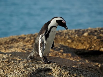 Spectacled penguin (Spheniscus demersus)