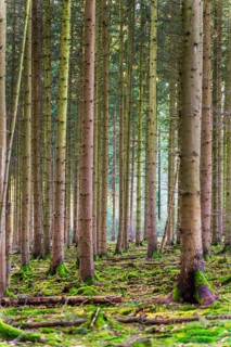 Moss-covered forest in winter mood in the Schurwald, Baden-Württemberg, Germany. Peaceful natural