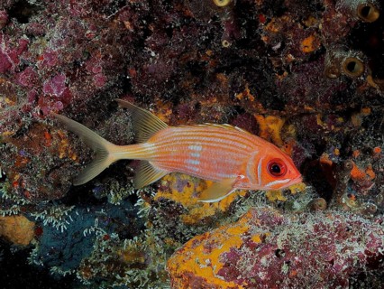 Long-spined hussar (Holocentrus rufus)