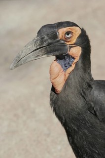 Southern Ground Hornbill (Bucorvus leadbeateri), California, USA