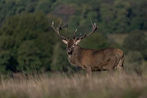 Red deer at the rutting 2025, London, Great Britain