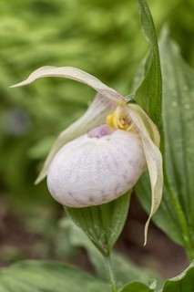 Beautiful orchids of different colors on green background in the garden. Lady's-slipper hybrids.